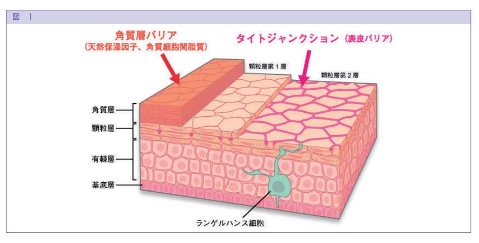 皮膚の過敏